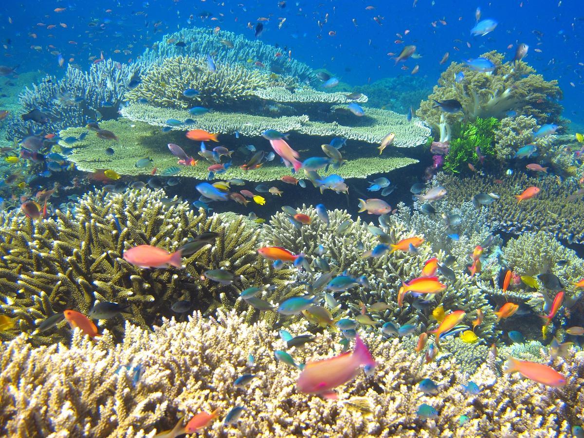 Cabilao Sunset Dive & Beach Resort Loon Exterior foto